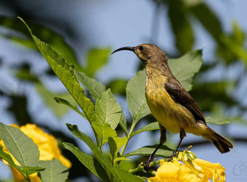 Honde Vallei Zimbabwe Eastern Highlands